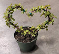 4" Portulacaria Green Afra Heart Mini Jade